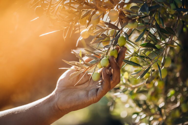 Main dans un olivier, caressant les olives sur les branches. On voit une lumière dorée passer dans l'arbre.