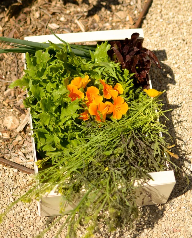 Récolte du matin, cuisine du jour.
•
Morning harvest, daily cooking.

#estoublon #latabledestoublon #restaurantprovence #alpilles #bauxdeprovence #fontvieille #food #restaurant #provence