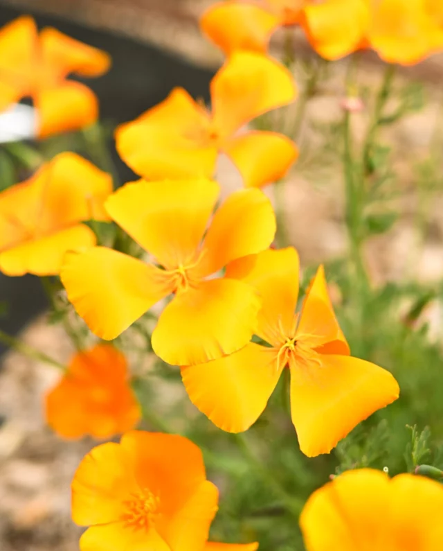 Cueillies au potager, nos capucines apportent une touche éclatante et poivrée à vos assiettes.
•
Picked in the garden, our nasturtiums add a bright, peppery touch to your dishes.

#estoublon #latabledestoublon #restaurantprovence #alpilles #bauxdeprovence #fontvieille #food #restaurant #provence