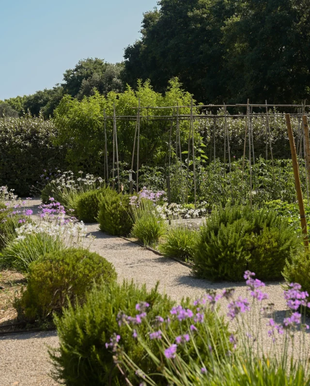 Un après-midi au potager de La Table d'Estoublon.
•
An afternoon in the kitchen garden of La Table d'Estoublon.

#estoulon #latabledestoublon #potager #kitchengarden #provencegarden #southoffrance