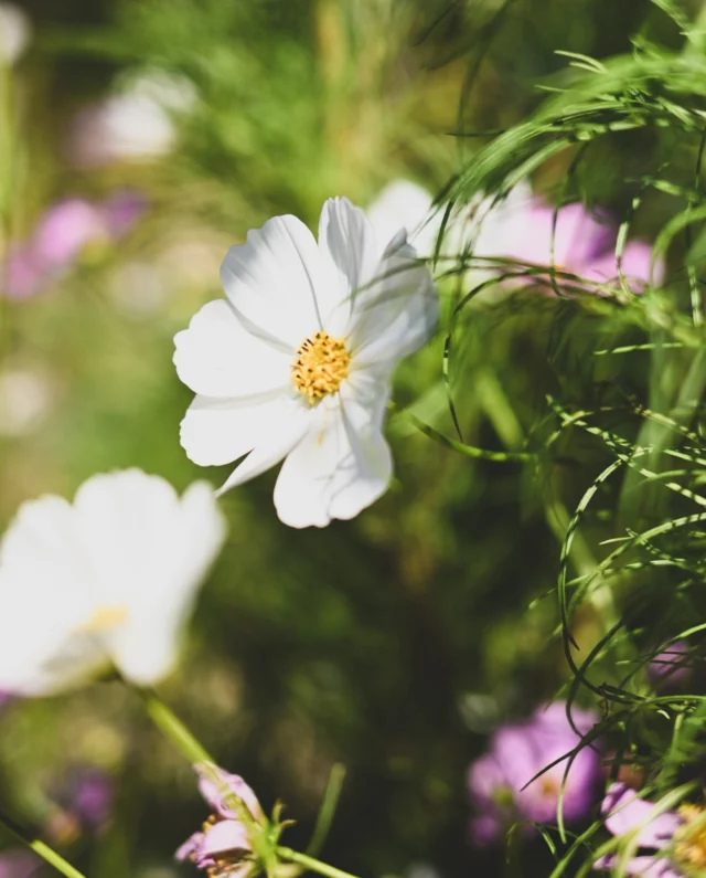 Cueillis le matin même au potager, les cosmos apportent une touche florale et légèrement verte à vos assiettes.
•
Picked in the morning in the vegetable garden, cosmos add a floral and slightly green touch to your dishes.

#latabledestoublon #estoublon #provence #provencerestaurant #summerinprovence #bauxdeprovence #alpilles #potager