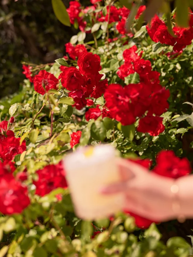 The address shaping summer in Provence.
#AirellesCollection #LaTabledEstoublon